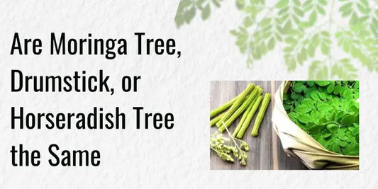Are Moringa Tree or Drumstick Tree the same